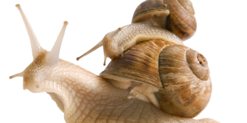 Heraus aus dem Schneckenhaus